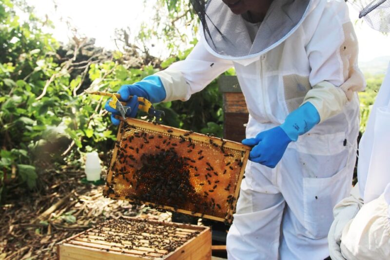 Azores Beekeeping Tour and Honey Taste - Honey Tasting