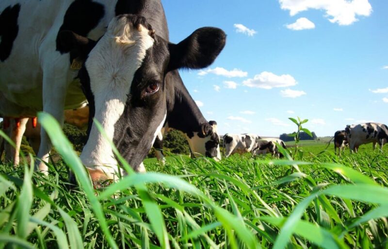 Azores: Day at the Farm With Outdoor Traditional Lunch - Duration and Cost