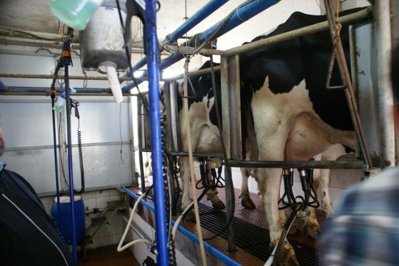 Azores: Day at the Farm With Outdoor Traditional Lunch - Language Options