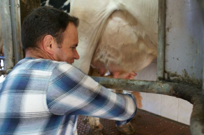 Azores: Day at the Farm With Outdoor Traditional Lunch - Veal Farm and Dairy Visit