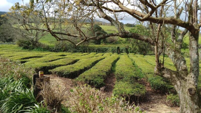 Azores: Full Day Private Tour Furnas Hot Baths & Gastronomy - Unique Experiences