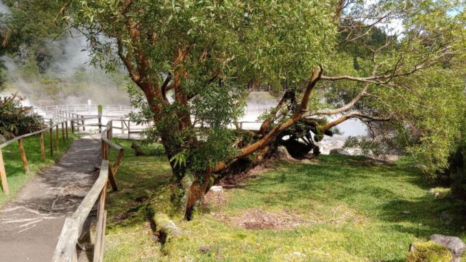 Azores: Full Day Private Tour Furnas Hot Baths & Gastronomy - Gorreana Tea Factory