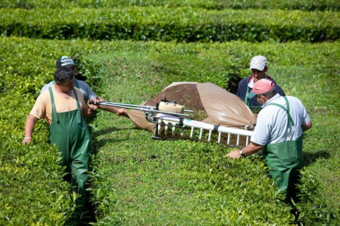 Azores: Full Day Private Tour Furnas Hot Baths & Gastronomy - Furnas Lake and Park