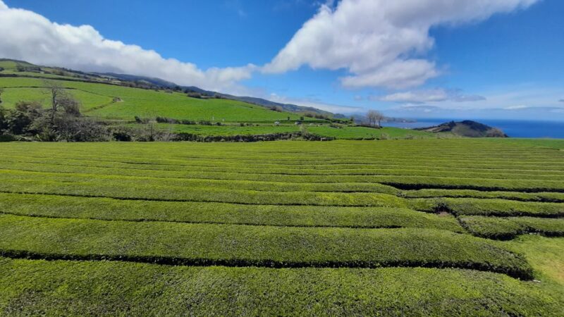 Azores: Furnas Evening Thermal Bath With Tickets - Transportation and Guide
