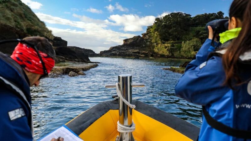 Azores Marine Birdwatching Expedition - Key Points