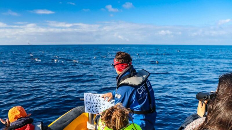 Azores Marine Birdwatching Expedition - Key Species Observation