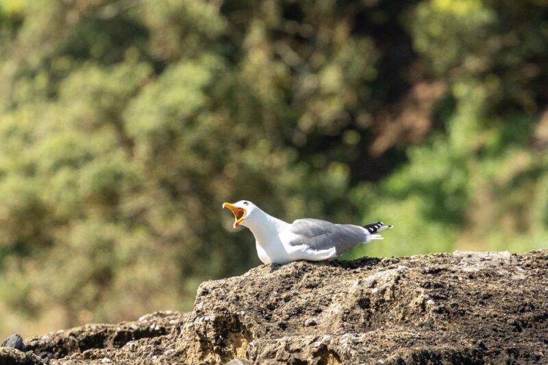 Azores Marine Birdwatching Expedition - Guided by Marine Experts