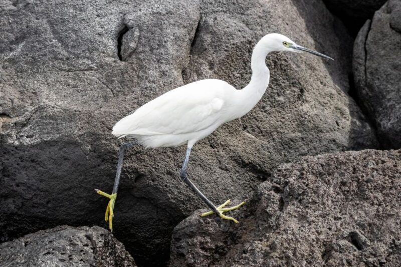 Azores Marine Birdwatching Expedition - Research and Data Collection