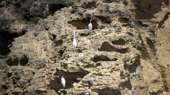 Azores Marine Birdwatching Expedition - Equipment and Safety Measures