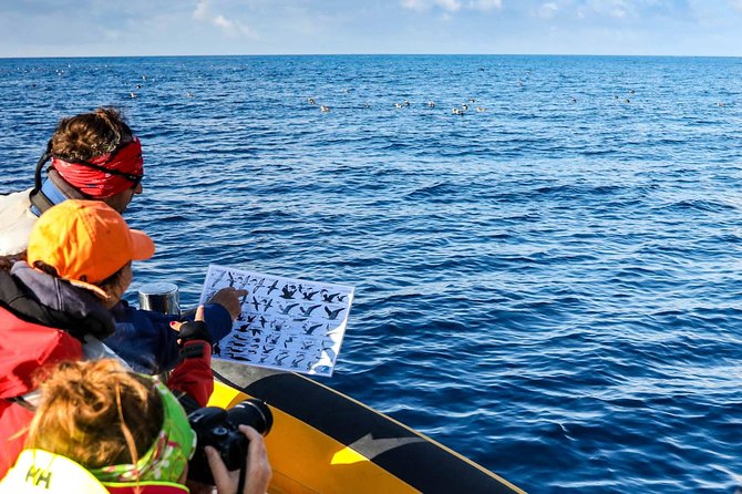 Azores Marine Birdwatching Expedition - Included Tour Features