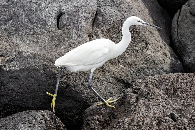 Azores Marine Birdwatching Expedition - Traveler Expectations and Guarantees