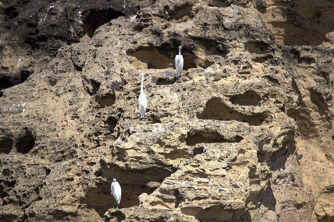 Azores Marine Birdwatching Expedition - Participant Reviews and Ratings
