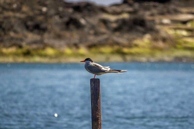 Azores Marine Birdwatching Expedition - Tour Highlights and Experiences