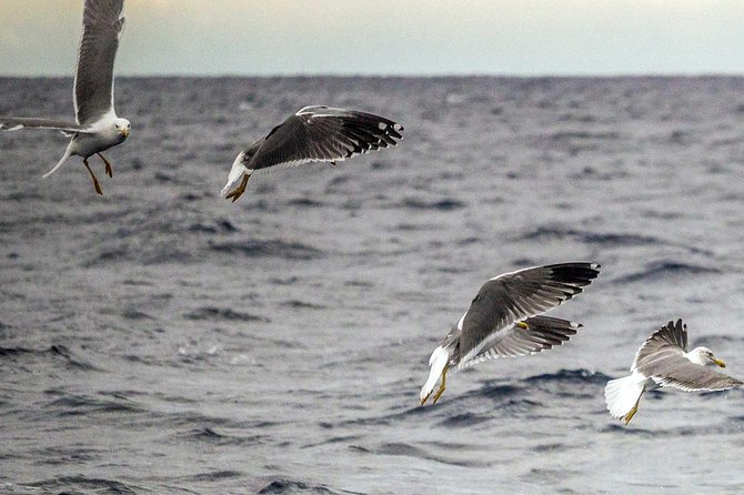 Azores Marine Birdwatching Expedition - Booking and Cancellation Policy