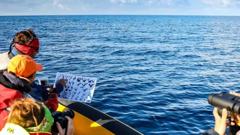 Azores Marine Birdwatching Expedition - Key Species Observation