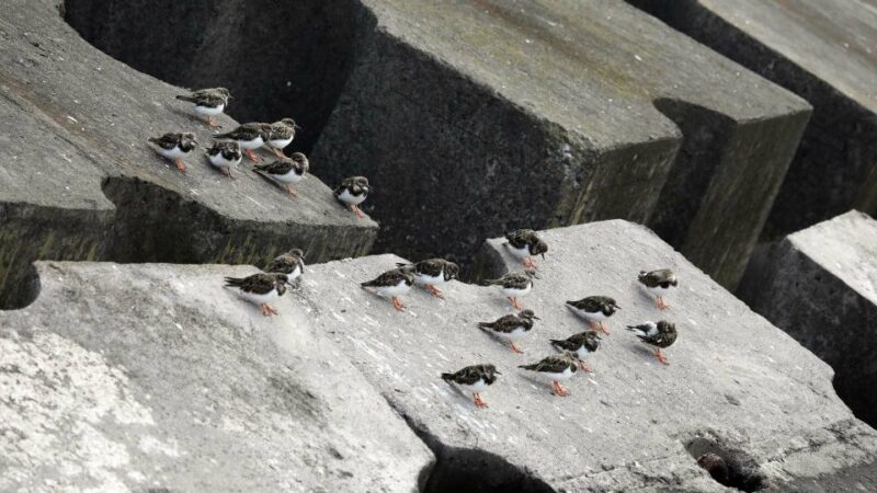 Azores Marine Birdwatching Expedition - Research and Data Collection