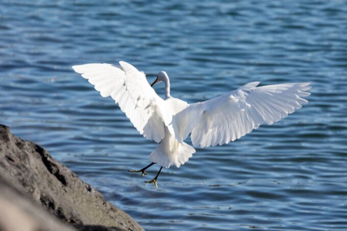 Azores Marine Birdwatching Expedition - Scenic Drives and Locations