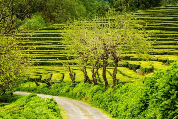 Azores: Private Tour to All São Miguel Island With Lunch - Frequently Asked Questions