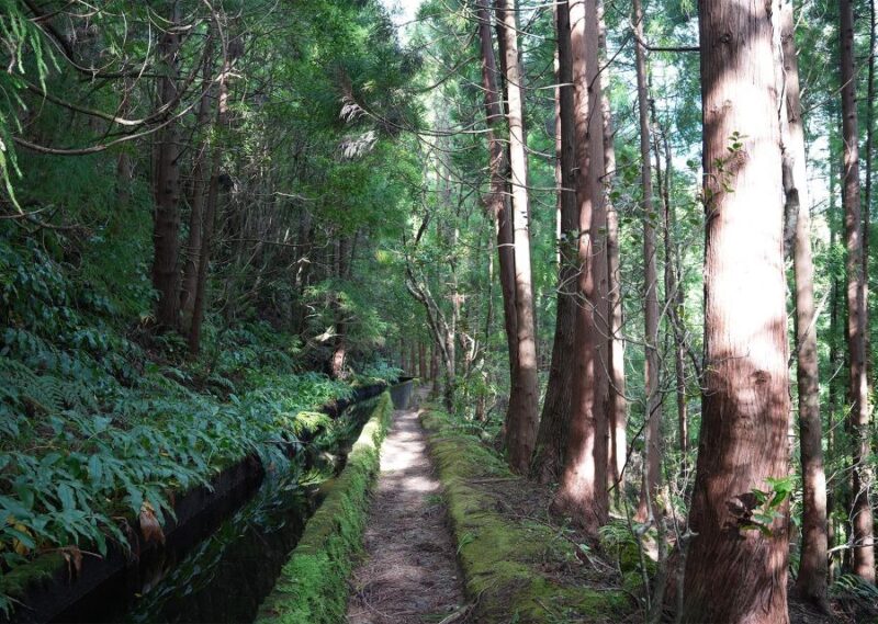 Azores: São Miguel and Lagoa Do Fogo Hiking Trip - Key Points