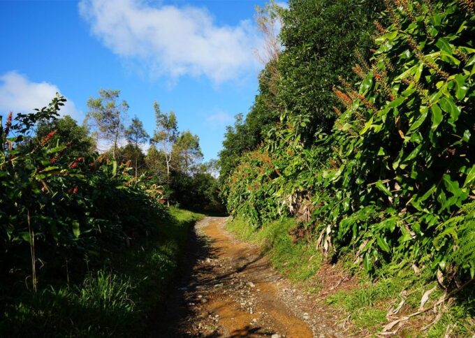 Azores: São Miguel and Lagoa Do Fogo Hiking Trip - Booking Information