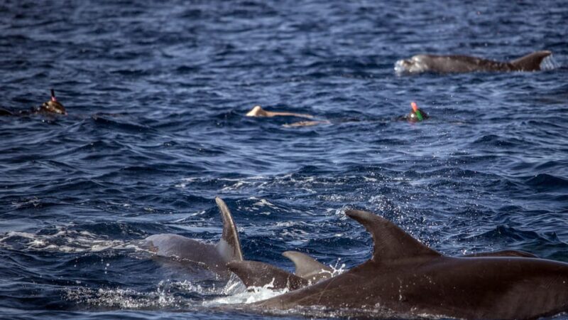 Azores: Swim With Dolphins Atlantic Experience - Included Equipment