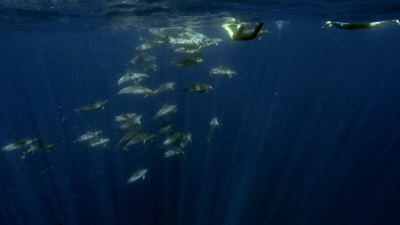 Azores: Swim With Dolphins Atlantic Experience - Participant Restrictions