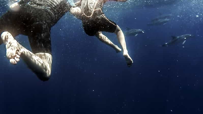 Azores: Swim With Dolphins Atlantic Experience - Itinerary Details