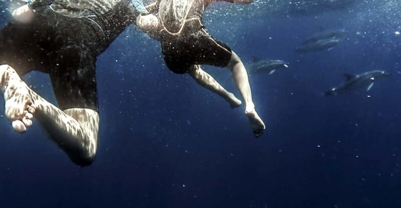 Azores: Swim With Dolphins Atlantic Experience - Safety and Conservation