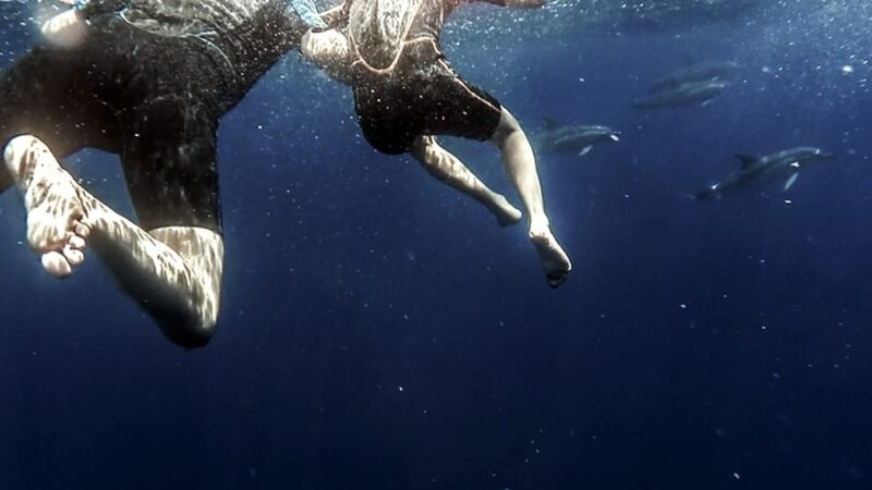 Azores: Swim With Dolphins Atlantic Experience - Participant Restrictions