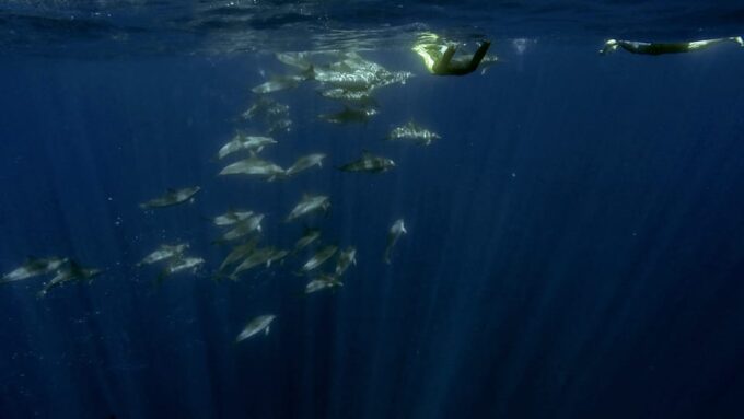 Azores: Swim With Dolphins Atlantic Experience - Languages Offered