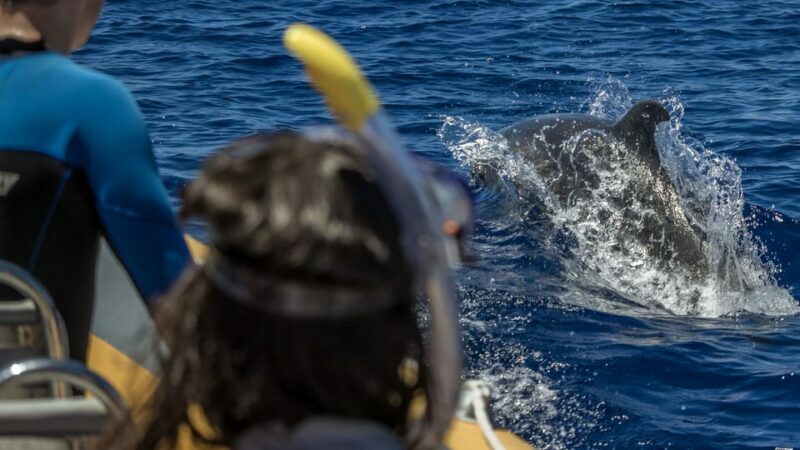 Azores: Swim with Dolphins Atlantic Experience - A Closer Look: What to Expect on the Tour