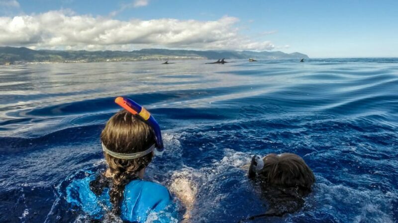 Azores: Swim with Dolphins Atlantic Experience - The Experience’s Strengths and Limitations
