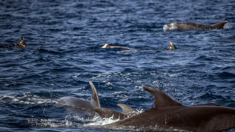 Azores: Swim with Dolphins Atlantic Experience - Practical Tips for Participants