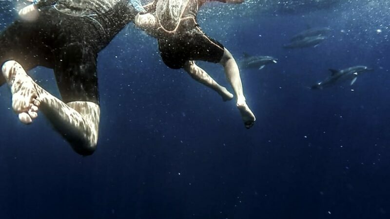 Azores: Swim with Dolphins Atlantic Experience - Who Would Enjoy This Tour Most?