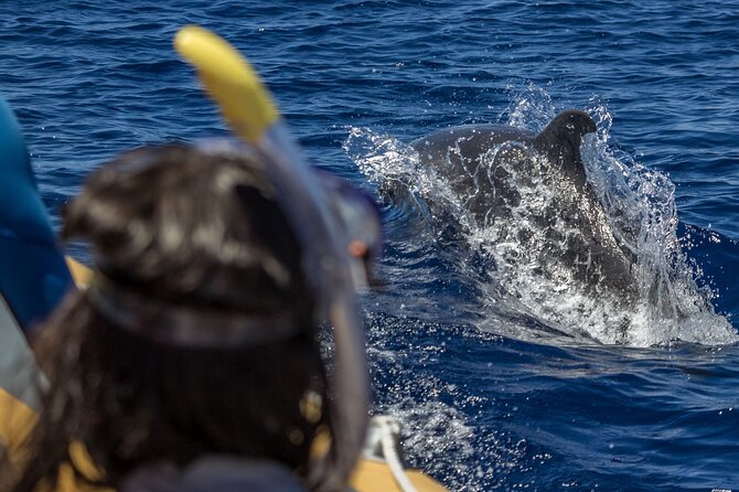 Azores Swim With Dolphins Atlantic Experience - Meeting and Pickup