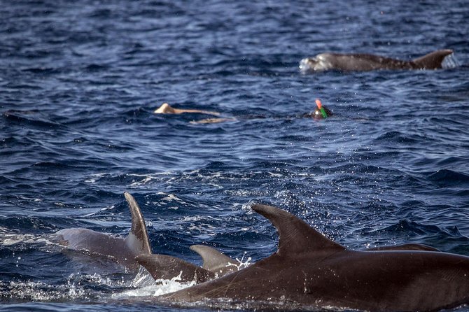 Azores Swim With Dolphins Atlantic Experience - Confirmation and Booking