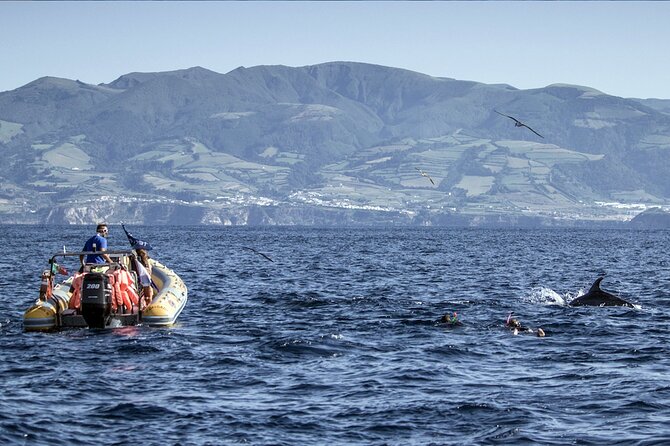 Azores Swim With Dolphins Atlantic Experience - Group Size Limit