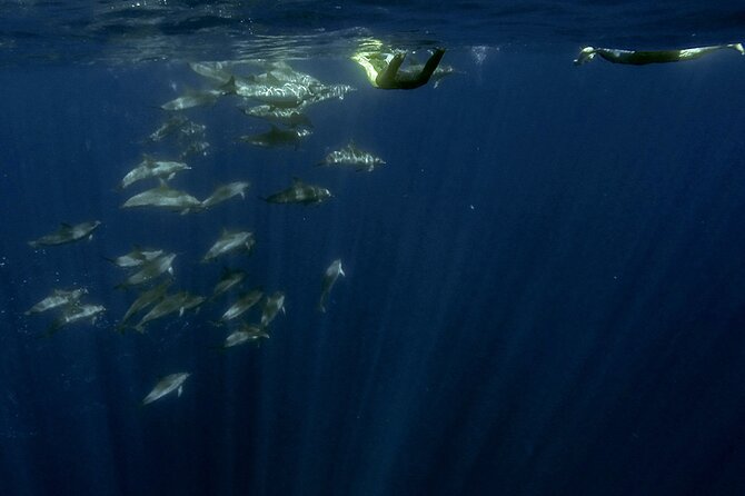 Azores Swim With Dolphins Atlantic Experience - Dolphin Interaction Possibility