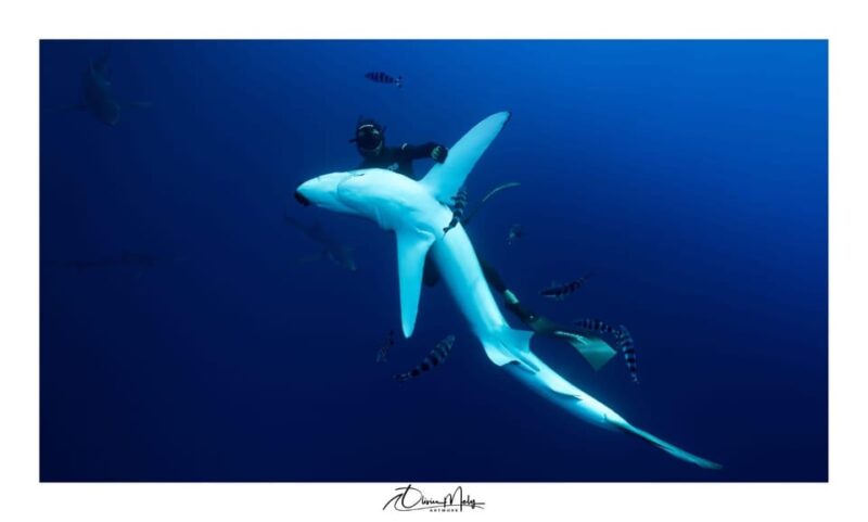 Azores: Swimming With the Sharks - Booking Information
