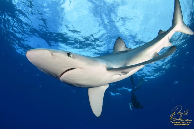 Azores: Swimming With the Sharks - Experience Details