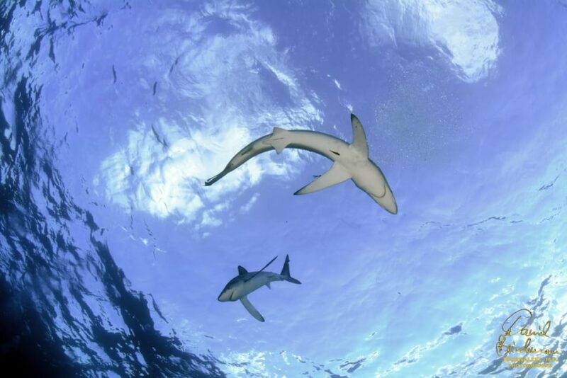 Azores: Swimming With the Sharks - Guided by Marine Biologist