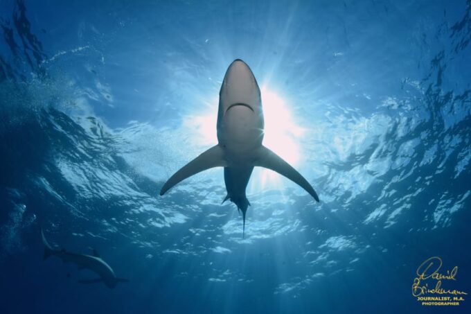 Azores: Swimming With the Sharks - Cancellation and Refund Policy