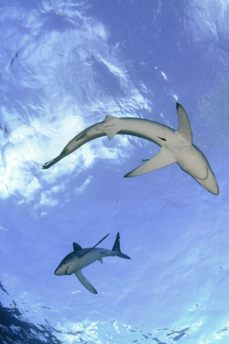Azores: Swimming With the Sharks - Frequently Asked Questions