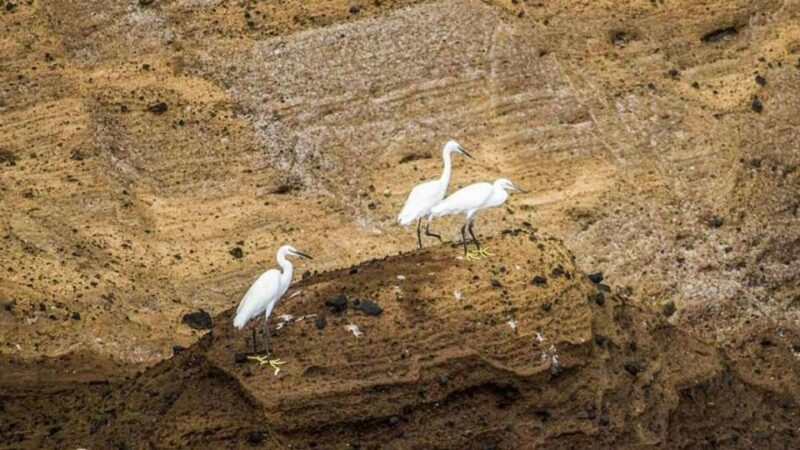 Azores: Whale Watching and Islet Boat Tour - Languages Offered