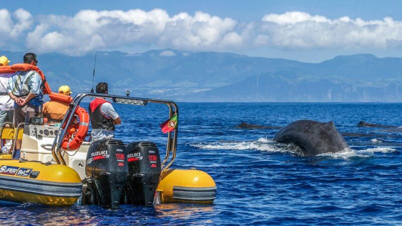 Azores: Whale Watching and Islet Boat Tour - Customer Reviews and Ratings