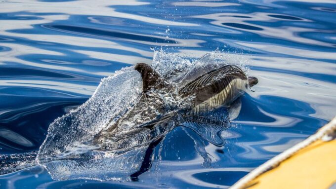 Azores: Whale Watching and Islet Boat Tour - Whale and Marine Life Sightings