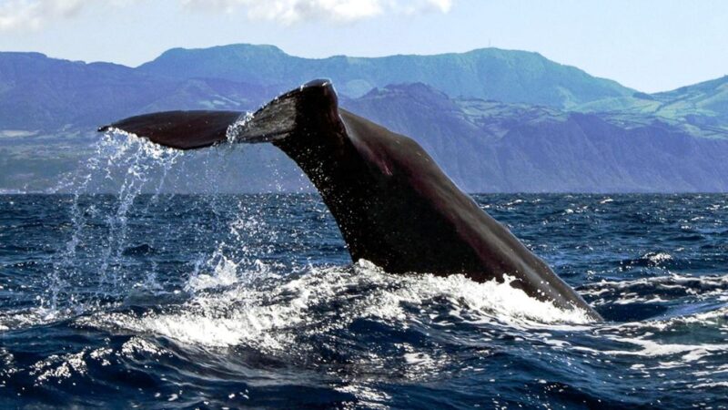Azores: Whale Watching and Islet Boat Tour - Experience and Itinerary