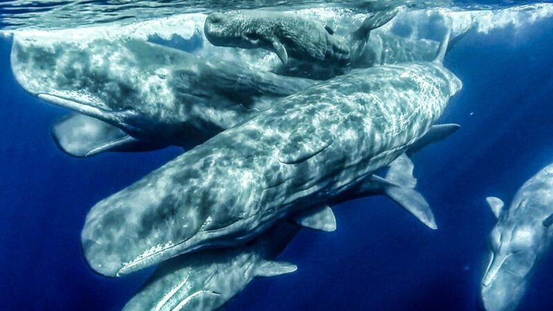 Azores: Whale Watching and Islet Boat Tour - Guidance and Safety