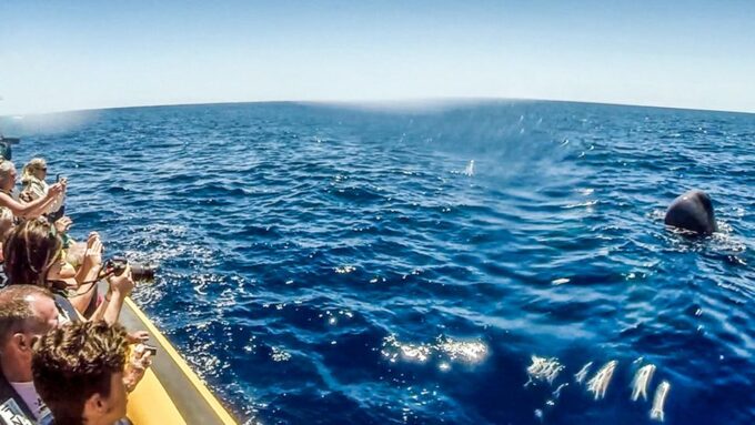 Azores: Whale Watching and Islet Boat Tour - Whale and Marine Life Sightings