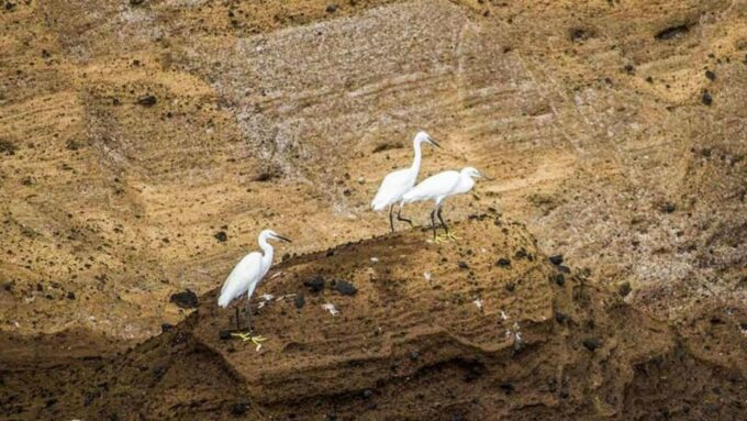 Azores: Whale Watching and Islet Boat Tour - Scenic Cruise and Island Views